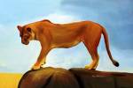 Lioness On A Rock 1 by Ata Alishahi