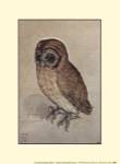 Little Owl by Albrecht Durer