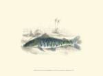 Lizars' Game Fish II by W.H. Lizars