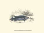 Lizars' Game Fish III by W.H. Lizars