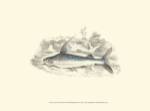 Lizars' Game Fish IV by W.H. Lizars