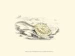 Lizars' Stingray I by W.H. Lizars