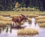 Lone Bull by Richard De Wolfe