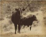 Lone Star Cows I by Jarman Fagalde
