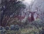 Lone Star Whitetail by John Banovich