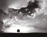Lone Tree by Aledanda