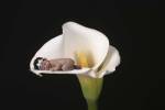 Long Brooke Cala Lily by Tanya Hovey