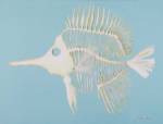 Longnosed Butterfly Fish Bones by JJ Galloway
