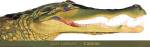 Lori LaMont - Caiman Size 30x11 by Lori LaMont