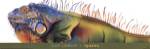Lori LaMont - Iguana Size 30x11 by Lori LaMont