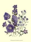 Loudon Florals II by Jane W. Loudon