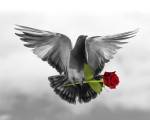 Love Bird by Ata Alishahi