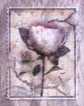 Love Letter Peonies by Alma Lee
