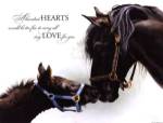 Loved by Verdayle Forget