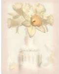 Lovely Daffodil by Donna Geissler