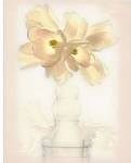 Lovely Tulip by Donna Geissler