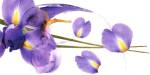 Lucid Iris 1 by S. & R. Rasheed