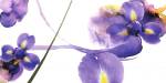Lucid Iris 2 by S. & R. Rasheed