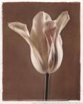 Lumiere Tulip I by Amy Melious