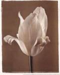 Lumiere Tulip II by Amy Melious