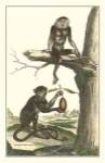 Macaque and Douc Monkeys by Denis Diderot