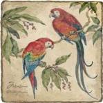 Macaw by Betty Whiteaker