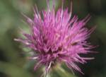 Magenta Flower Bloom 48 by Gordon Semmens