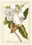 Magnificent Magnolias I by Jacob Trew Christoph