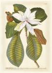 Magnificent Magnolias II by Jacob Trew Christoph