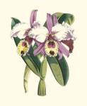 Magnificent Orchid I by Vision Studios