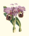 Magnificent Orchid II by Vision Studios