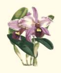 Magnificent Orchid III by Vision Studios