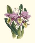 Magnificent Orchid IV by Vision Studios