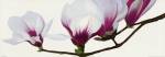 Magnolia by Wendy Andrew