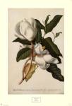 Magnolia Altissima by George Dionysiu Ehret