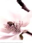 Magnolia Blush II by Zalewiski