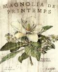 Magnolia de Printemps by Sue Schlabach
