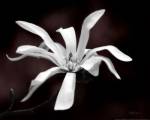 Magnolia Dreams I by Vitaly Geyman