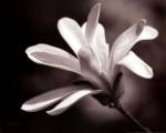 Magnolia Dreams II by Vitaly Geyman