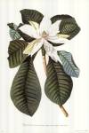 Magnolia Folis Oblongis by George Dionysiu Ehret