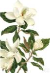 Magnolia I by Pamela Shirley