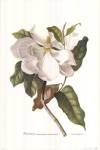 Magnolia Maxime Flore by George Dionysiu Ehret