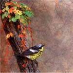 Magnolia Warbler by Chris Vest