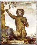 Magot by Georges Louis Marie Leclerk Buffon