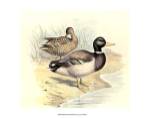Mallard by F.W. Frohawk