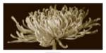 Mammoth Mums II by Renee Stramel