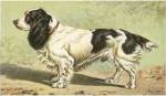 Man's Best Friend V