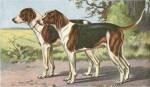 Man's Best Friend VII