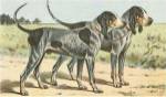 Man's Best Friend VIII