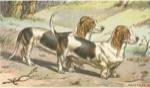Man's Best Friend X